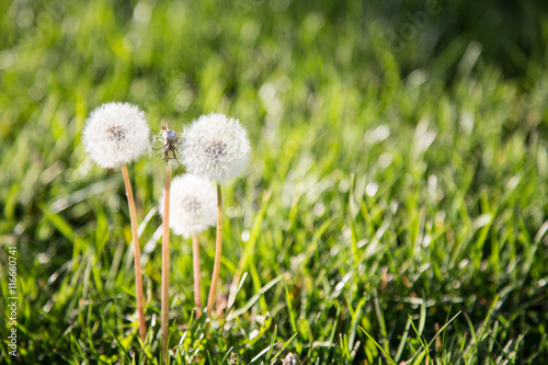 Fototapeta Naklejka Na Ścianę i Meble -  Spring Dandelion
