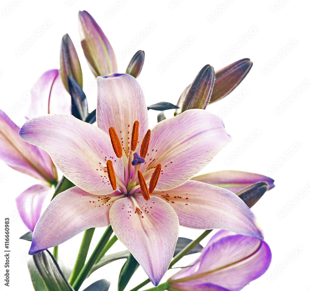 Beautiful lilies isolated on white Beautiful lilies isolated on white