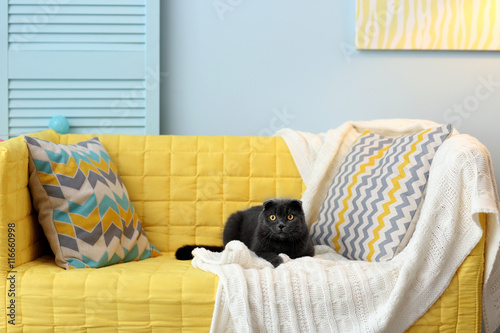 Cute grey cat on sofa in the room