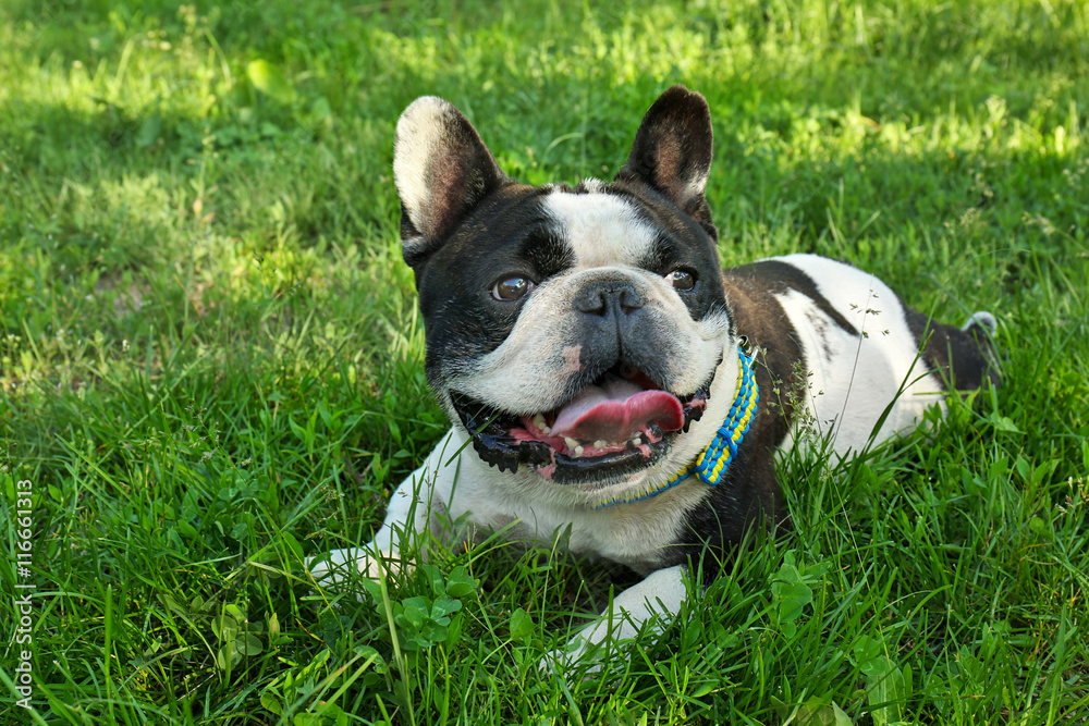 Cute bulldog on green grass in the park