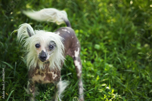 Photos Chinese crested dog on green grass