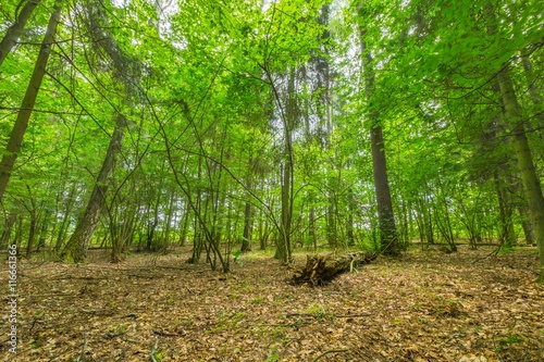 Fototapeta Naklejka Na Ścianę i Meble -  Green european wild forest in summer.