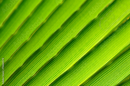 Green palm tree leaf texture.Palm tree leaf background.Nature textures.Selective focus.