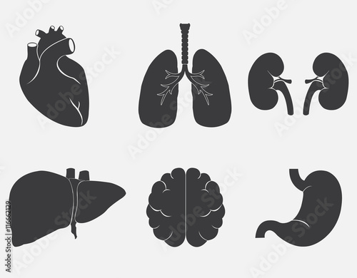 internal human organs icons set vector