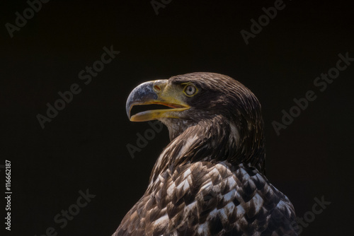 Adler - Portr  t vor dunklem Hintergrund