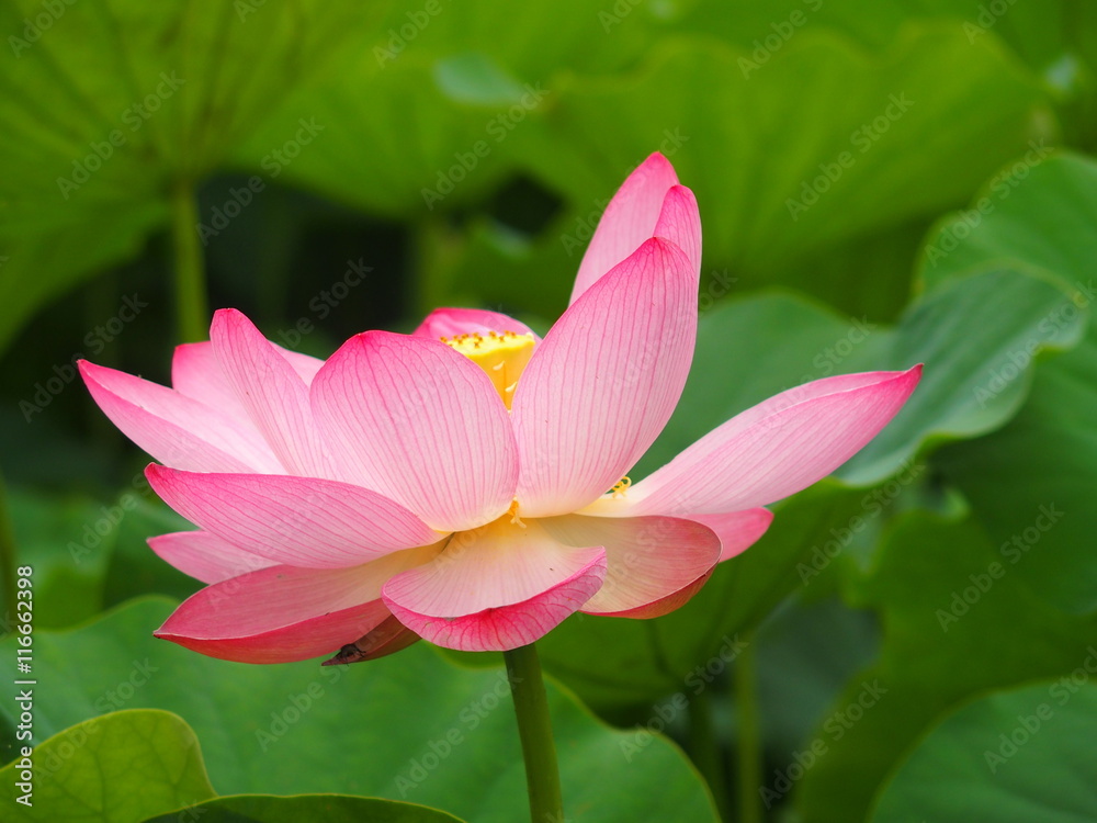 蓮の花 蓮の花