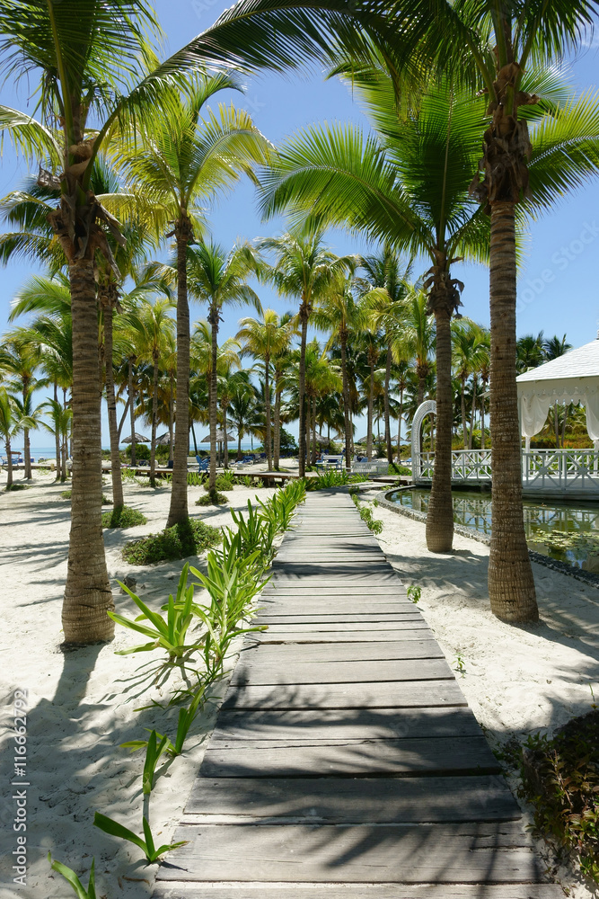 Palm trees and path on a tropical resort