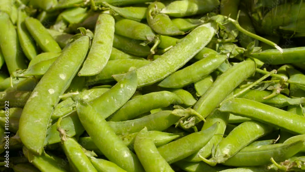 The green peas freshly displayed on the basket. The pea is most commonly the small spherical seed or the seed-pod of the pod fruit The green peas freshly displayed on the basket. The pea is most commonly the small spherical seed or the seed-pod of the pod fruit