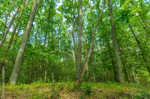 Green european wild forest in summer.