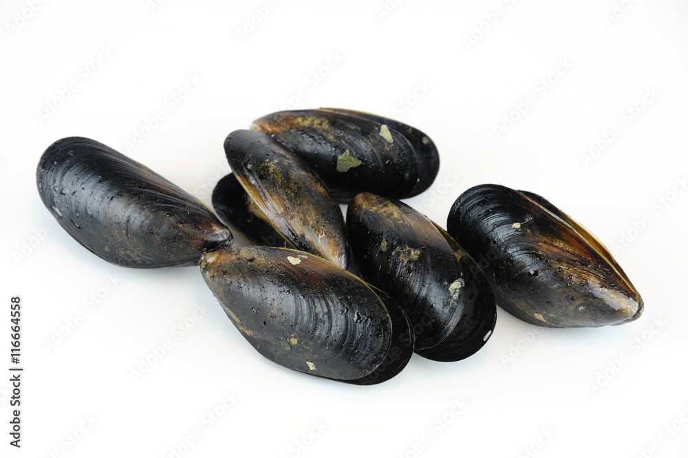 cooked mussels isolated on white background cooked mussels isolated on white background
