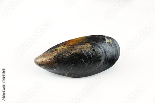 cooked mussel isolated on white background