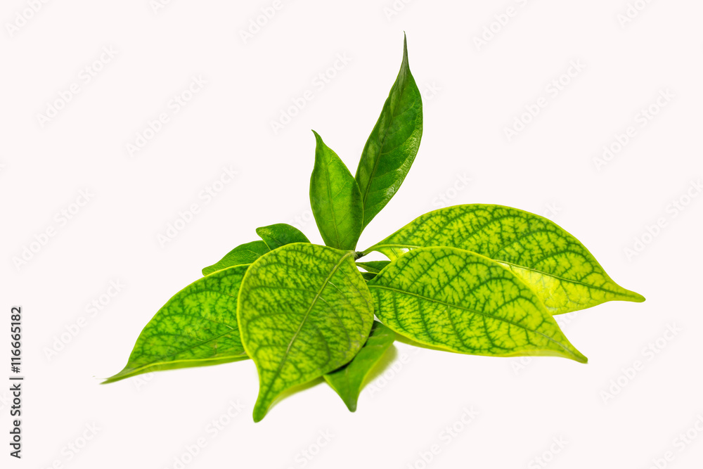 Beautiful green leaf isolated on white background with clipping path. Beautiful green leaf isolated on white background with clipping path.