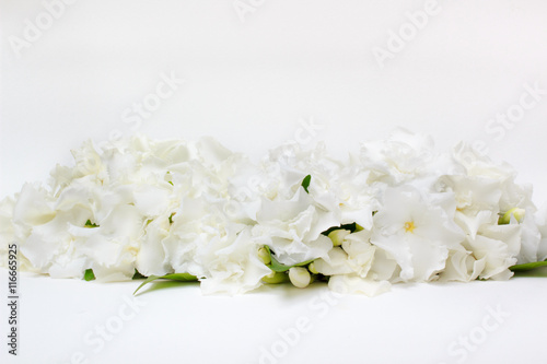 Beautiful bouquet of white Gardenia jasminoides flower or Cape Jasmine with bud, isolated on a white background.