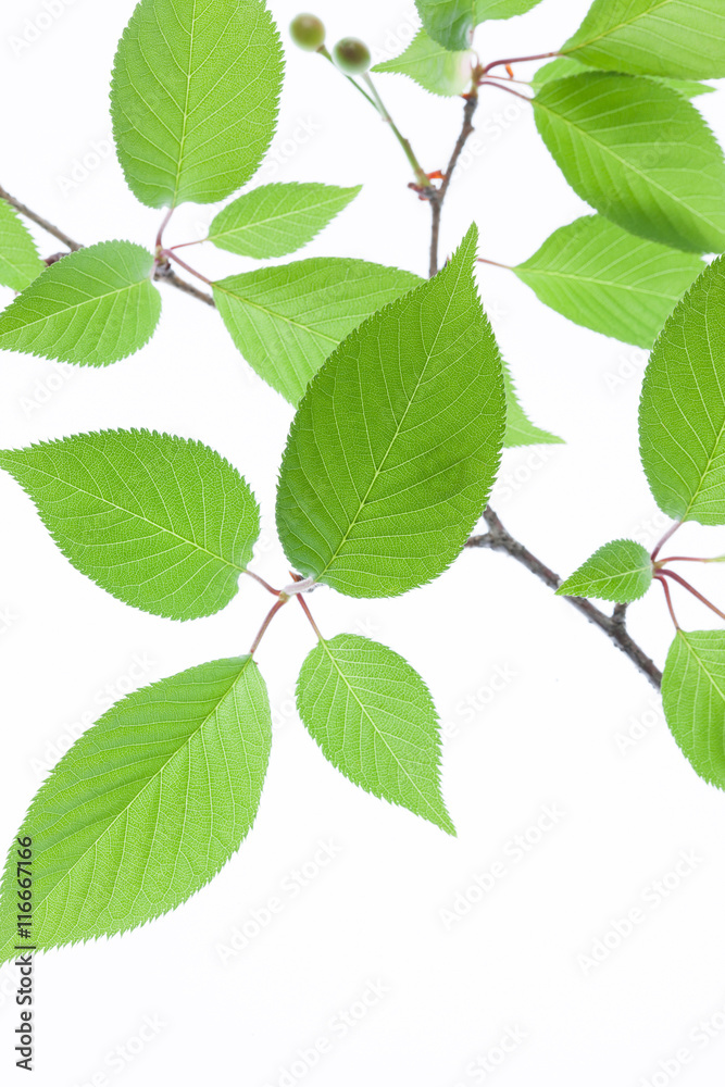 Naklejka premium 新緑の葉