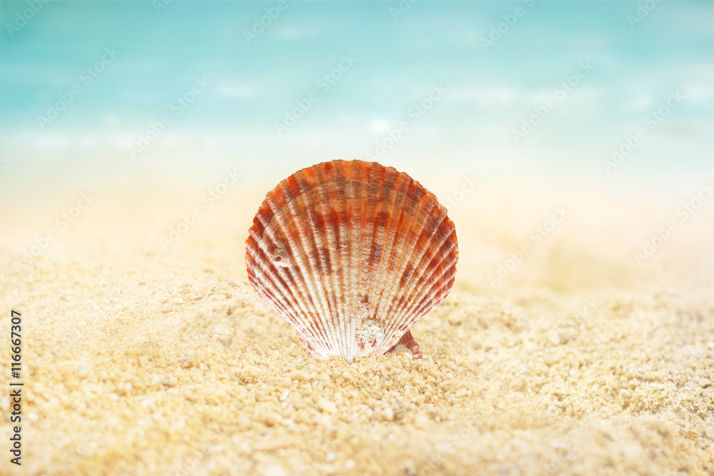 Shell on the sand beach summer background Shell on the sand beach summer background
