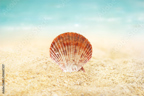 Shell on the sand beach summer background