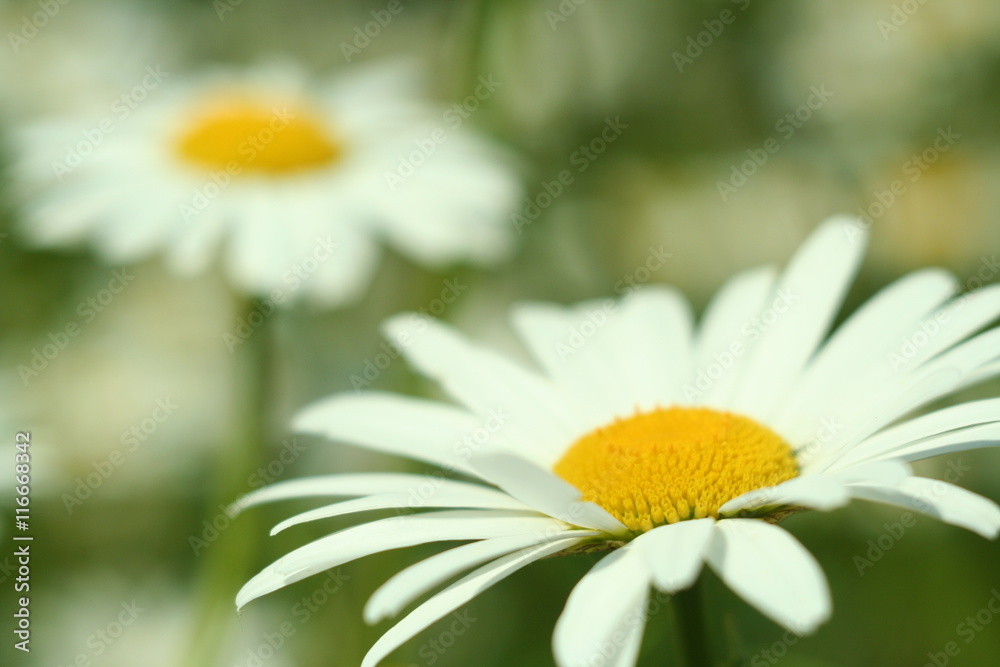 Obraz premium Flowering. Chamomile. Blurred background