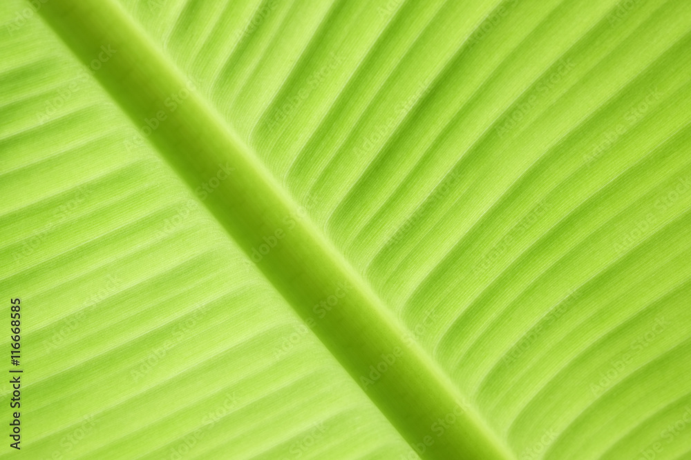 green banana leaf fresh nature background green banana leaf fresh nature background