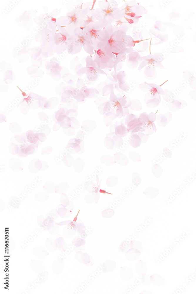 Fototapeta premium 桜の花びら