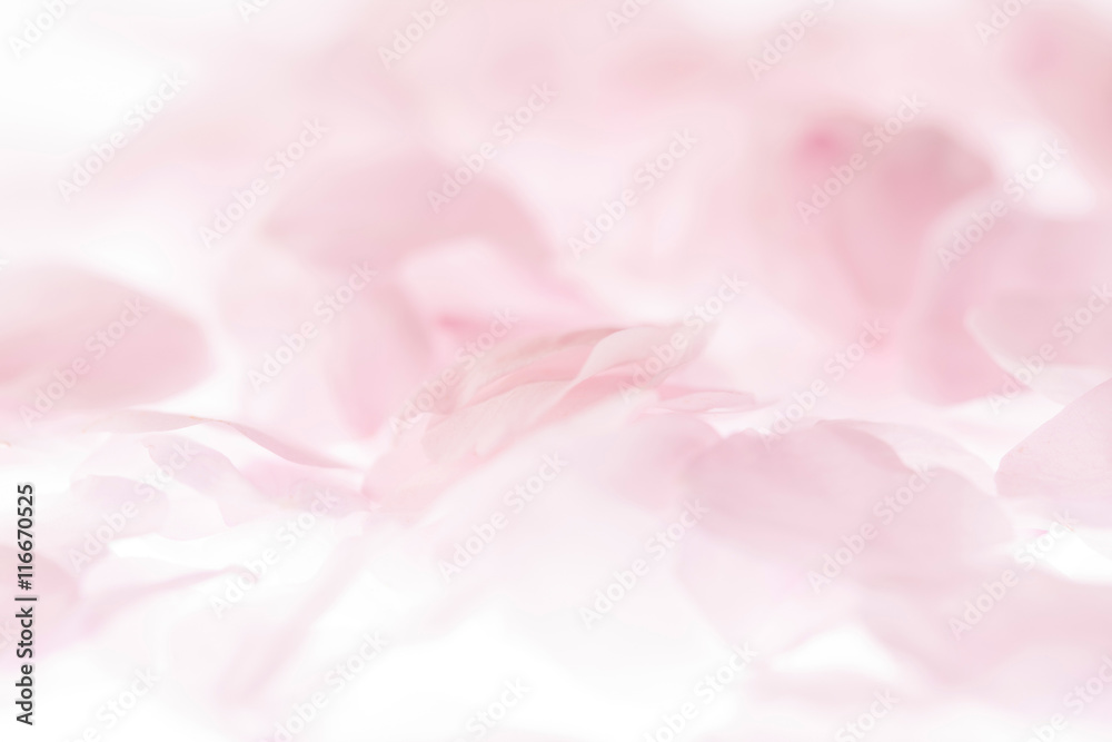 桜の花びら 桜の花びら