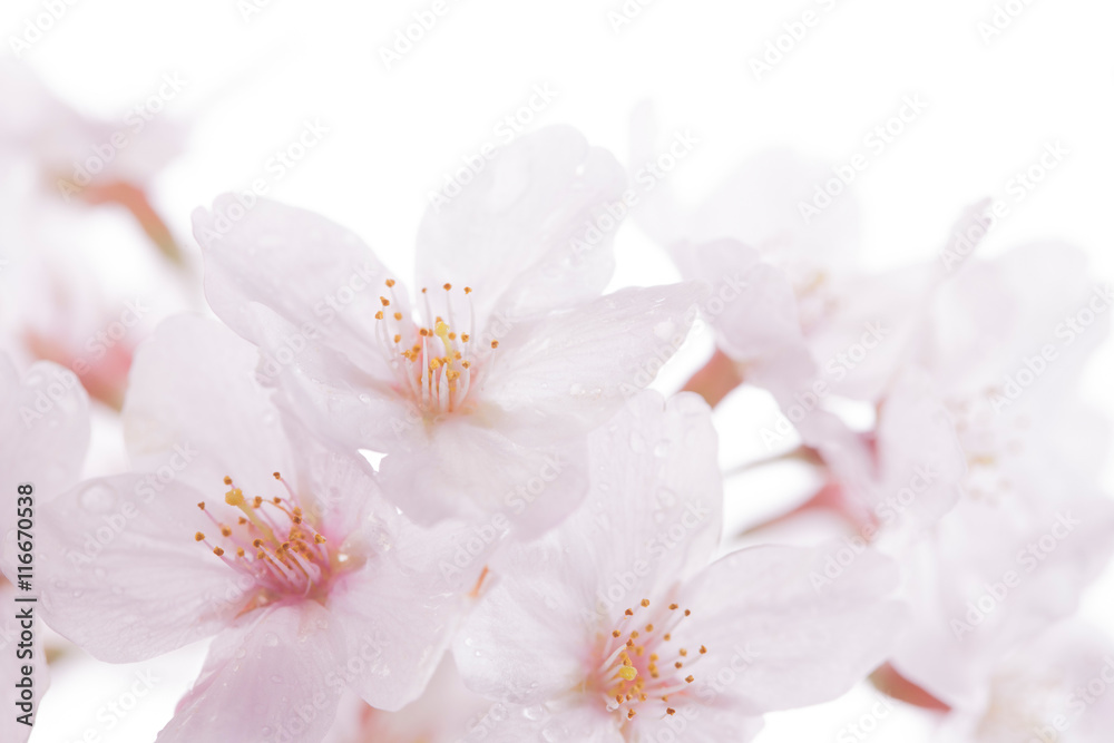 桜の花びら - obrazy, fototapety, plakaty 