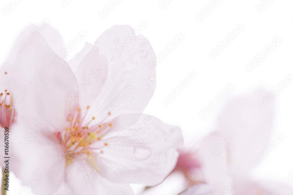 桜の花びら - obrazy, fototapety, plakaty 