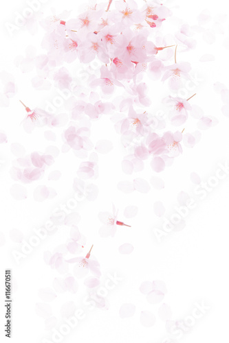 桜の花びら © sakura
