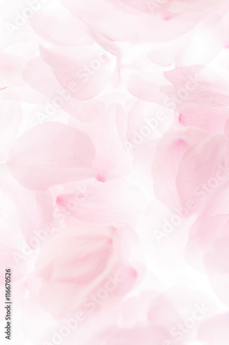 Fototapeta Naklejka Na Ścianę i Meble -  桜の花びら