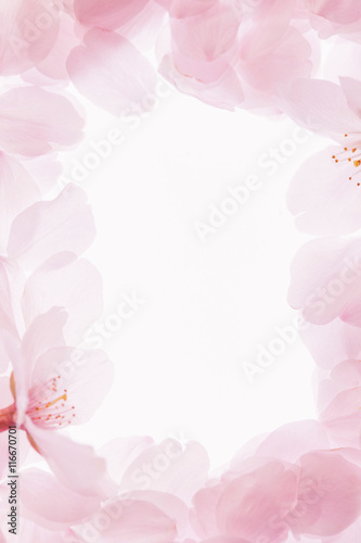 Fototapeta Naklejka Na Ścianę i Meble -  桜のフレーム