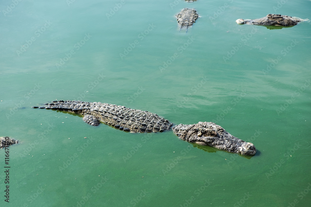 Naklejka premium Big crocodile in pond farm