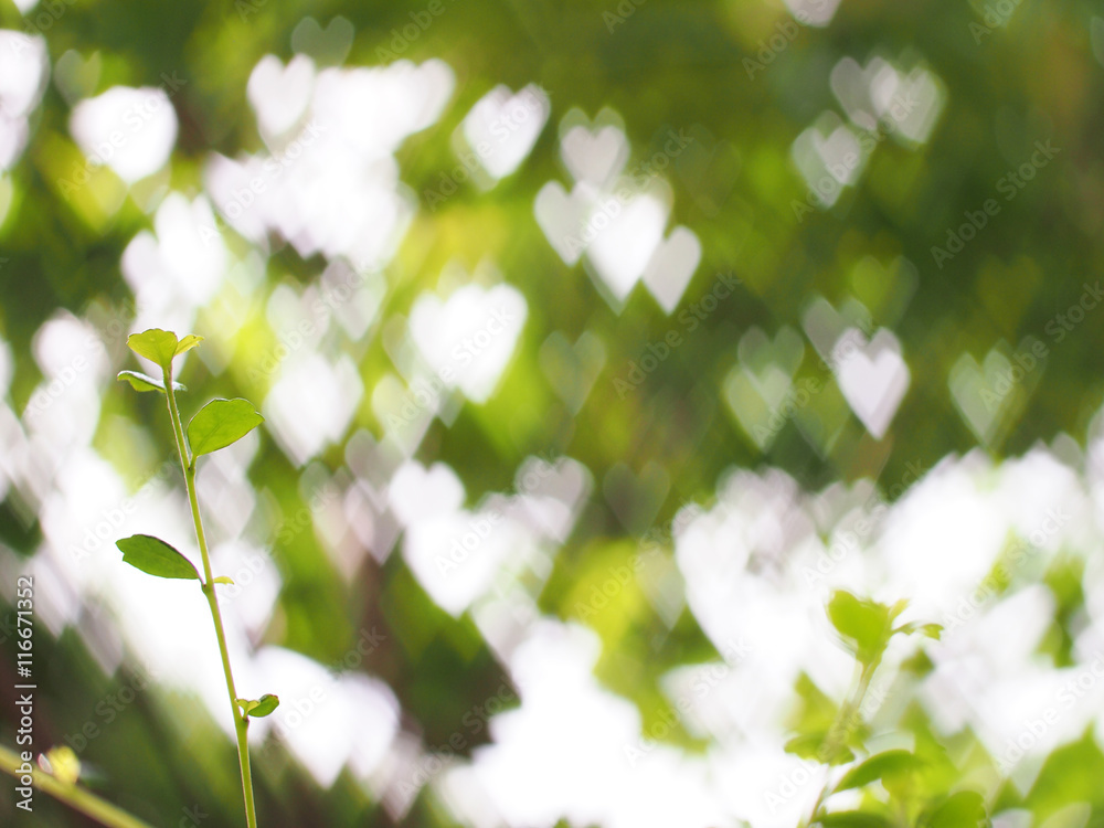 Bokeh background Bokeh background