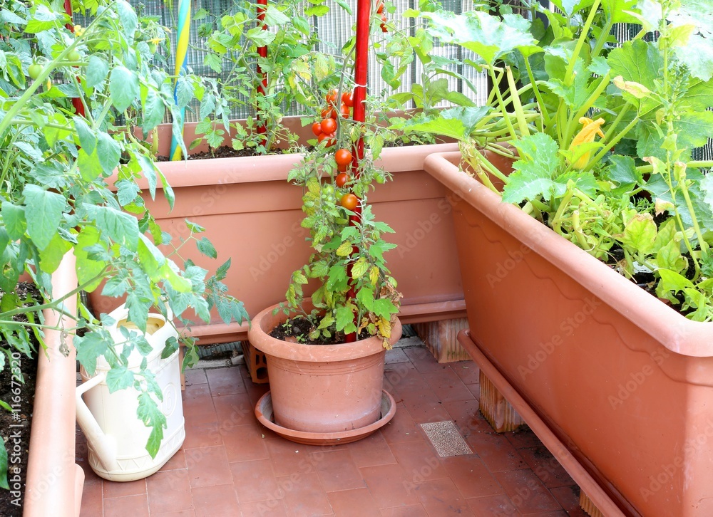 tomatoes in a small urban garden on the terrace apartment