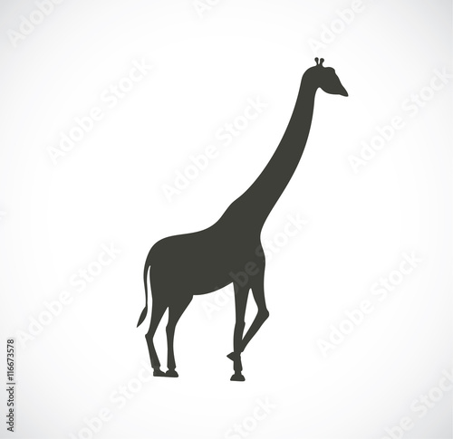 The detailed silhouette of the giraffe. Graphical icon.    © maxav