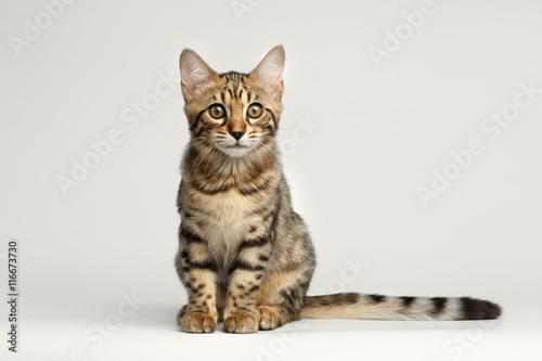 Bengal Kitty Sitting on White Background and Curious Stare in Camera