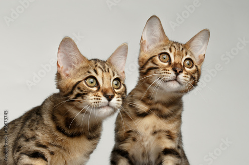 Closeup Portrait of Two Bengal Kitten on White Background, Front view, Curious Looking up © seregraff