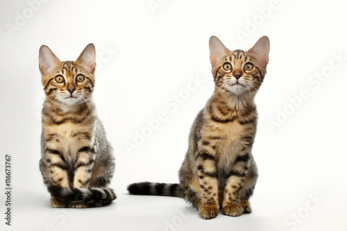 Portrait of Two Bengal Kitten Sitting on White Background, Front view, Curious Looking up