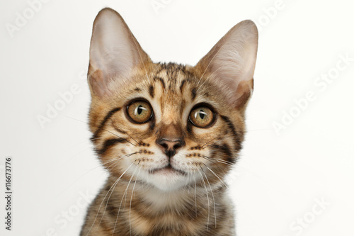 Closeup Portrait of Bengal male Kitty, Gaze Looking in Camera on White Background, Front view, Beautiful eyes © seregraff