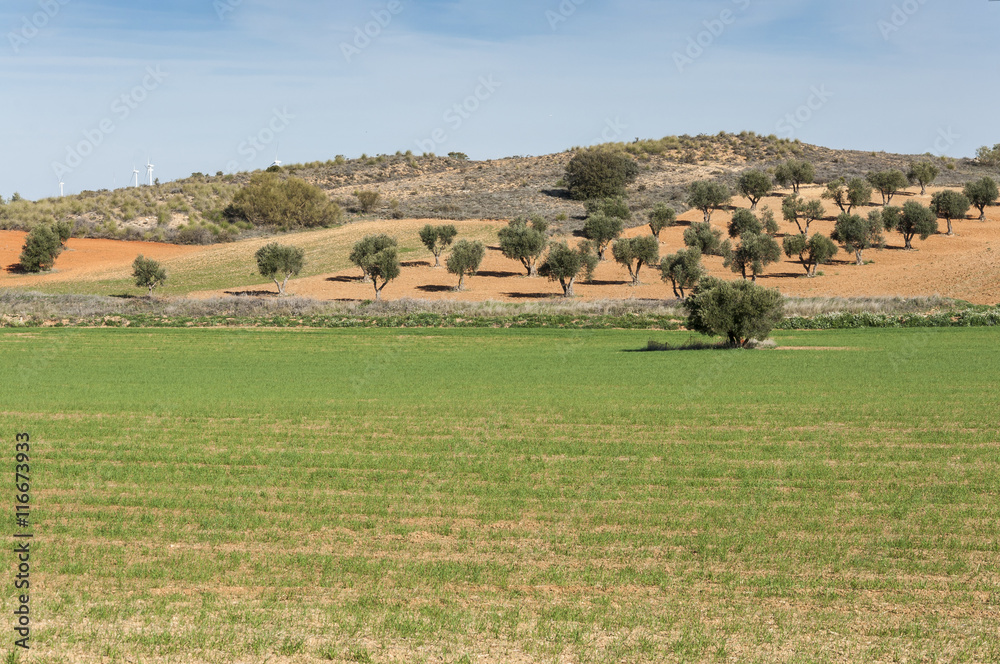 Obraz premium Agricultural mosaic landscape in Toledo Province, Spain