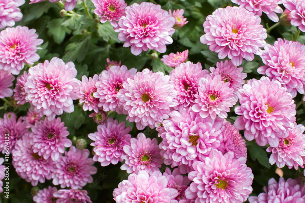Small chrysanthemum pink Small chrysanthemum pink