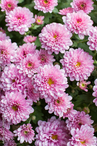 Small chrysanthemum pink