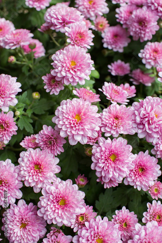 Small chrysanthemum pink