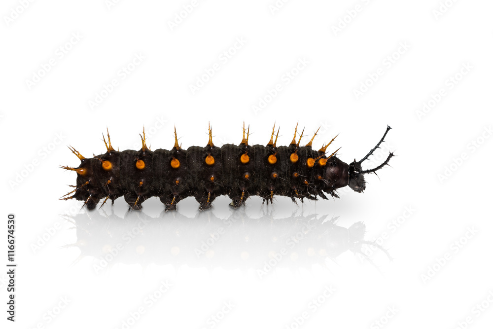 Fototapeta premium Young Orange Oakleaf caterpillar