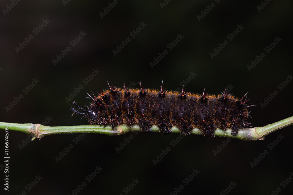 Fototapeta premium Orange Oakleaf caterpillar