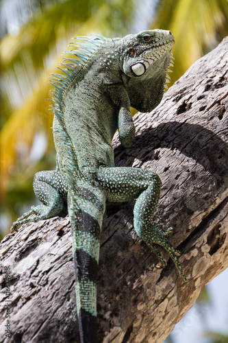 Green Iguana lizard, tropical creature, climbing palm tree in caribbean island of Guadeloupe.