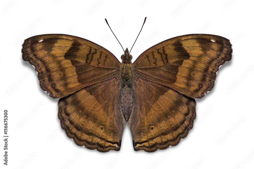 Fototapeta premium Czekoladowy motyl bratek