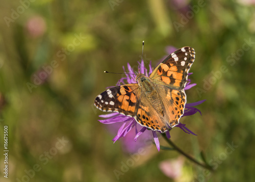 Schmetterling auf einer Blume © bina01