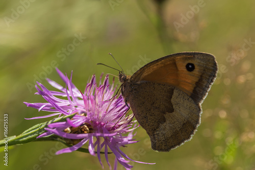 Schmetterling auf einer Blume