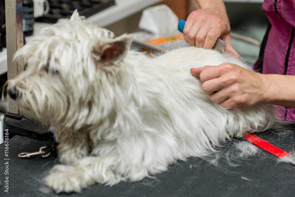 Dog West Highland White Terrier Grooming Dog West Highland White Terrier Grooming