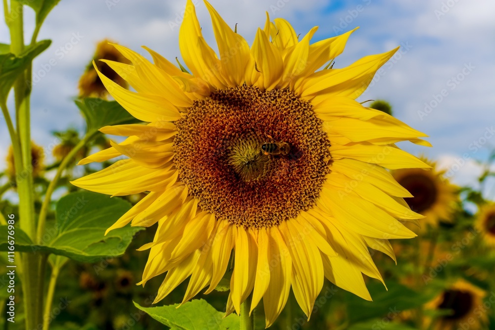 Sunflower in the summer field Sunflower in the summer field