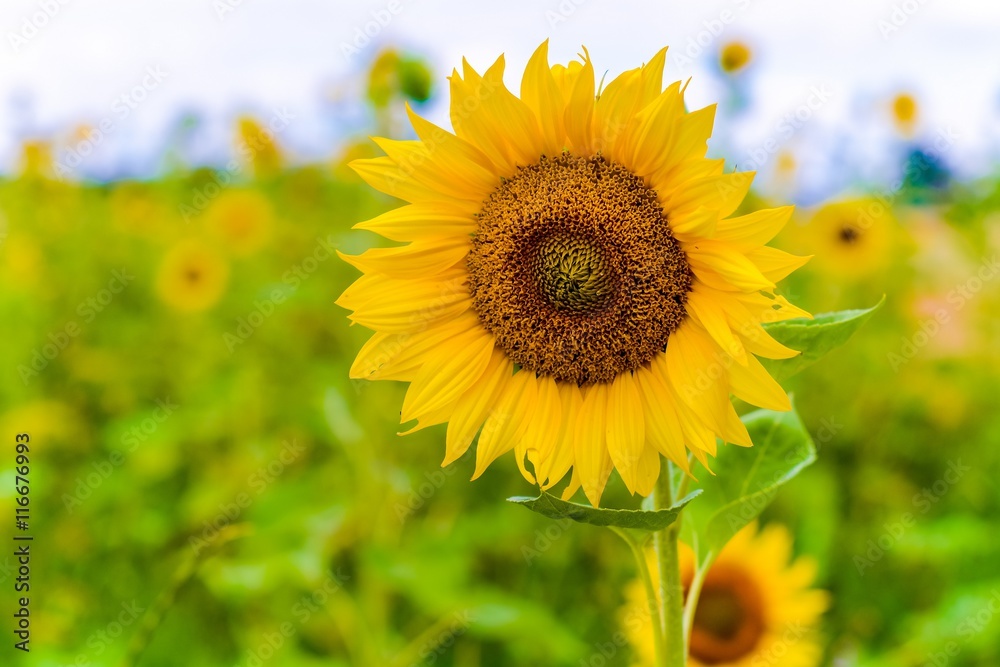 Sunflower in the summer field